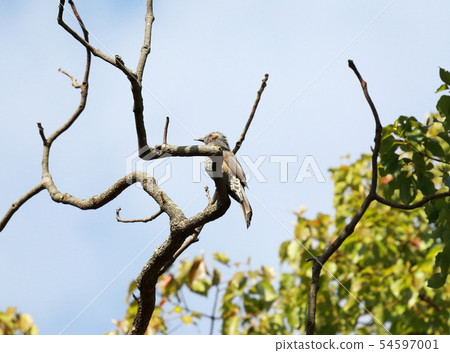 Brown earedbird in the forest Brown earedbird in the forest 54597001