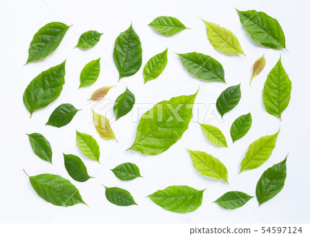 Green leaves on white background. Green leaves on white background. 54597124