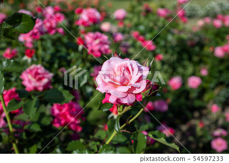 Pink rose Pink rose 54597233