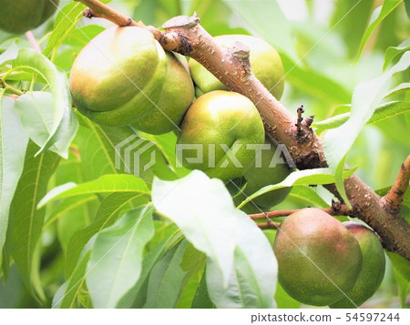 一罐藥罐 54597244