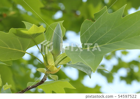 Nature Plants Lilywood, early May. About a month after the bud blowing, a bream has grown large on the branch tip 54597522