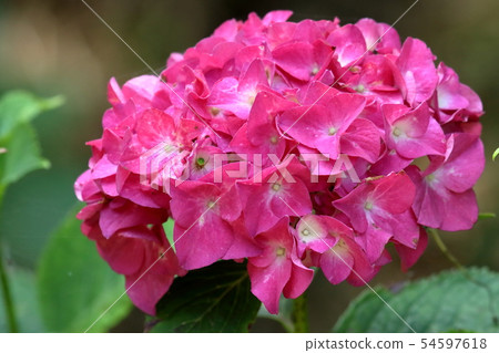 Hydrangea in Yokosuka Shobuen Hydrangea in Yokosuka Shobuen 54597618