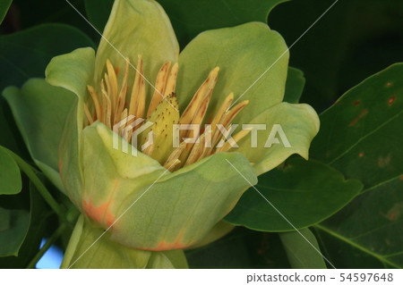 Natural plant It is a flower of lily. Lots of pistils on fine pistils, yellow-green petal with orange-colored roots 54597648