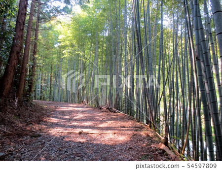 Bamboo forest in the former Tokaido 54597809