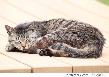 Sleeping cat 54598002