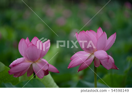 Lotus Lotus 54598149