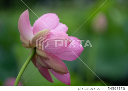 Lotus Lotus 54598150