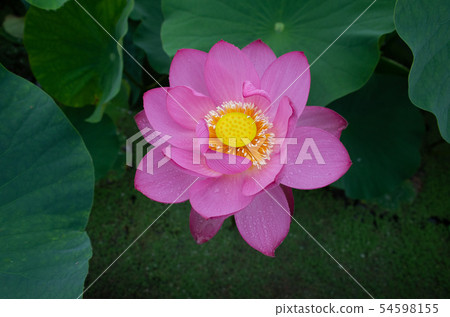 Lotus Lotus 54598155