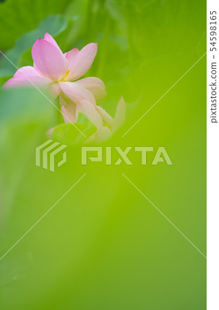 Lotus Lotus 54598165