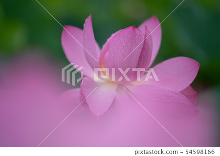Lotus Lotus 54598166