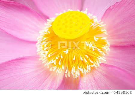 Lotus 54598168