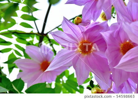 大花花皇帝Dariya在秋天盛開 54598663