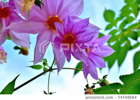 大花花皇帝Dariya在秋天盛開 54598664