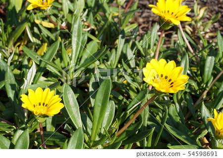 Kazania Kazania 54598691