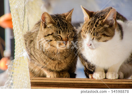 Cat Cat 54598878