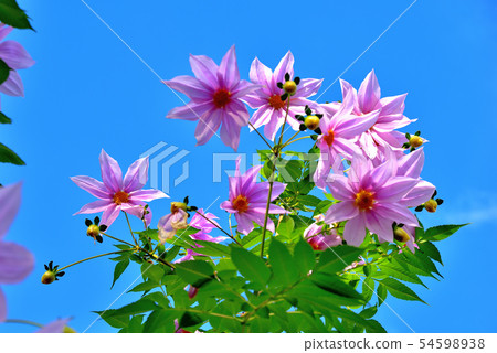 大花花皇帝Dariya在秋天盛開 54598938