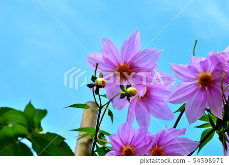 Large-flowered flower emperor Dariya blooming in the fall 54598971
