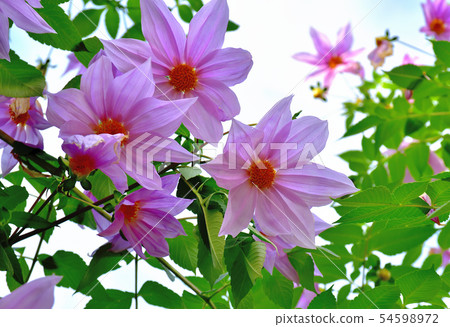 Large-flowered flower emperor Dariya blooming in the fall 54598972