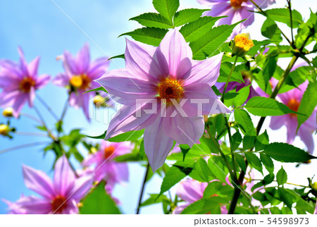Large-flowered flower emperor Dariya blooming in the fall 54598973
