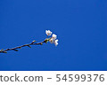  Cherry blossom blue sky 54599376