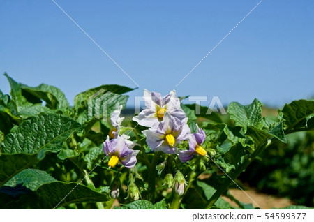 Potato flower Potato flower 54599377