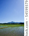 Rice field rice planting mountain rice field blue sky 54599379