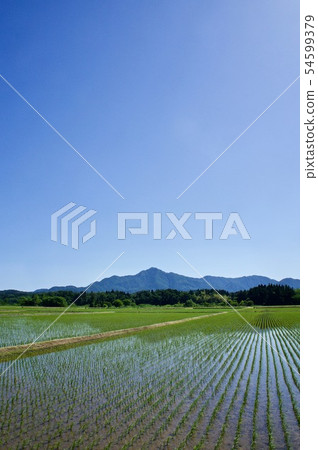 種植山米領域藍天的米領域米 種植山米領域藍天的米領域米 54599379