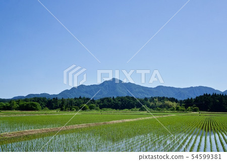 Rice field rice planting mountain rice field blue sky 54599381