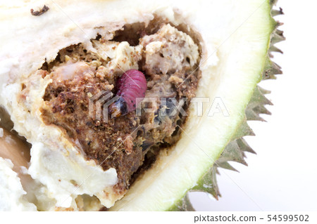 worm on durian fruit isolated on white background 54599502