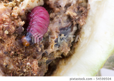 worm on durian fruit isolated on white background 54599504