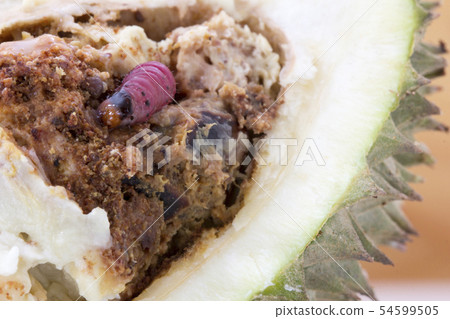 worm on durian fruit isolated on white background 54599505