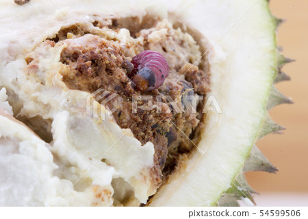 worm on durian fruit isolated on white background 54599506