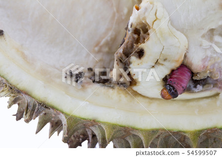 worm on durian fruit isolated on white background 54599507