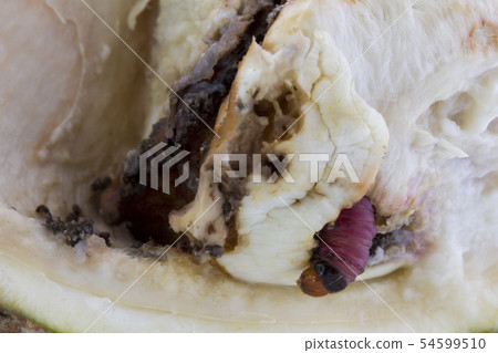 worm on durian fruit isolated on white background 54599510