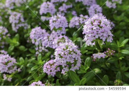 Verbena 54599594