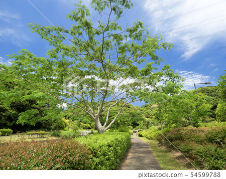 神奈川縣Hikarinooka海濱公園 54599788
