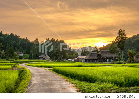 夏季鄉村景觀（在蘆之島環村的黃昏） 54599843