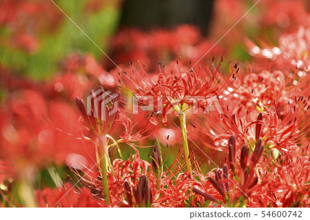 在Gonendo Tsutsumi的一群開花的higanbana 在Gonendo Tsutsumi的一群開花的higanbana 54600742