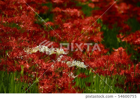 Gonendo Tsutsumi flower blooms Higanbana flocks White Higanbana 54600755