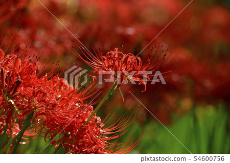 A flock of flowering higanbana on Gonendo Tsutsumi A flock of flowering higanbana on Gonendo Tsutsumi 54600756