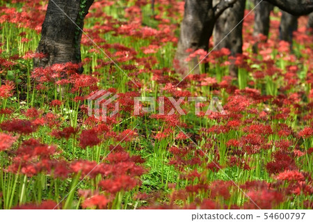 在Gonendo Tsutsumi的一群開花的higanbana 在Gonendo Tsutsumi的一群開花的higanbana 54600797