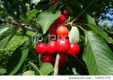 Cherries Cherries 54601370