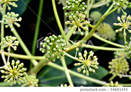 開花在冬天的羅斯花 54601455