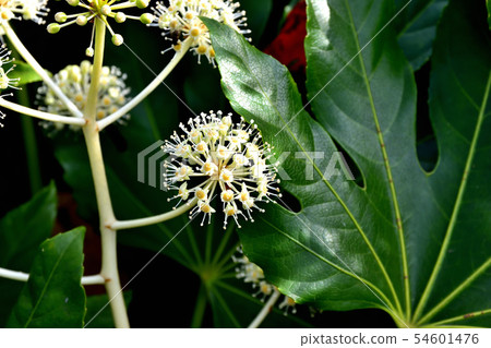 開花在冬天的羅斯花 54601476