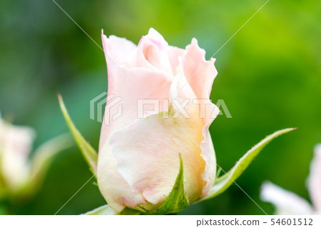 Pink Rose "Rococo" Pink Rose "Rococo" 54601512
