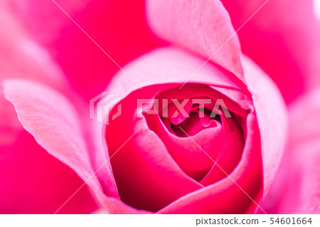 Rose red rose flower Rose red rose flower 54601664