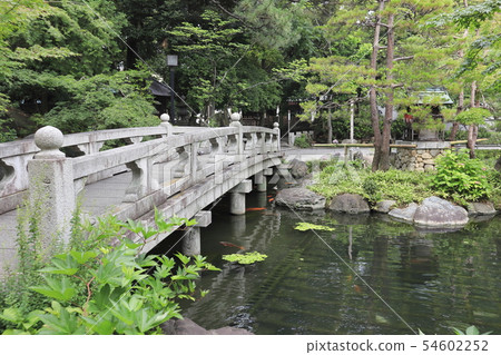 Nishiarai Daishi一個大池塘在荷花池中游泳 Nishiarai Daishi一個大池塘在荷花池中游泳 54602252