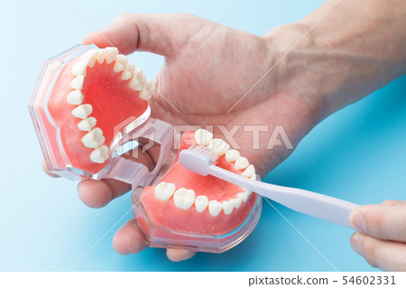 牙齒刷牙 54602331