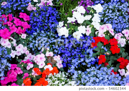 五顏六色開花在花床上的美麗的花 54602344
