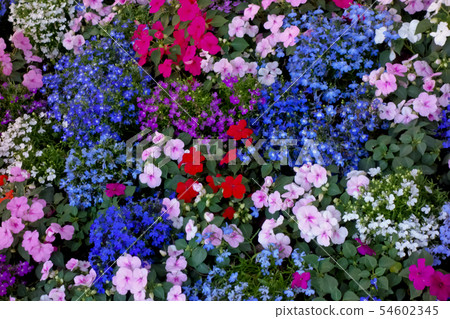 五顏六色開花在花床上的美麗的花 54602345
